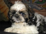 Chiots de race Shih Tzu à vendre (2 femelles & 2 mâles)