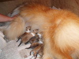 Chiots de race Colley à Poil Court à vendre (4 femelles & 4 mâles)
