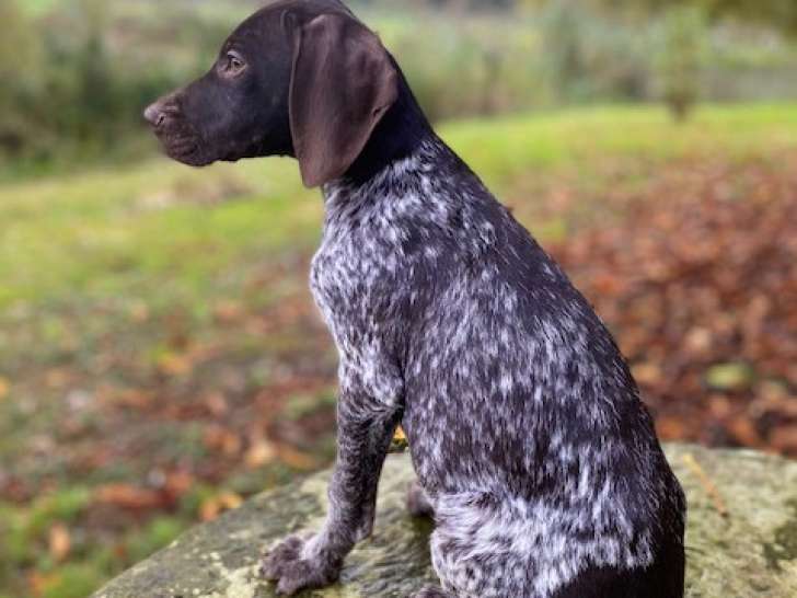 Superbes chiots Braque allemand