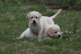 Chiots Labrador Retriever à vendre