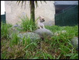 Chiot de race Chihuahua femelle à vendre