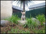 Chiot de race Chihuahua femelle à vendre