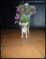 Chiot de race Chihuahua femelle à vendre