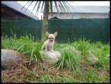 Chiot de race Chihuahua femelle à vendre
