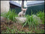 Chiot de race Chihuahua femelle à vendre