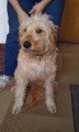 Chien de race Berger Catalan femelle à donner