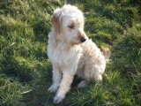 Chien de race Berger Catalan femelle à donner