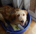 Chien de race Berger Catalan femelle à donner