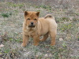 Chiots de race Chow Chow à vendre (4 femelles & 4 mâles)