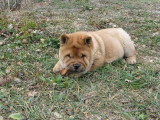 Chiots de race Chow Chow à vendre (4 femelles & 4 mâles)
