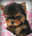 Chien de race Yorkshire Terrier femelle à vendre