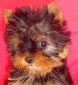 Chien de race Yorkshire Terrier femelle à vendre