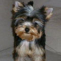 Chien de race Yorkshire Terrier femelle à vendre