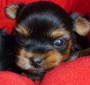 Chien de race Yorkshire Terrier femelle à vendre