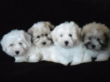 Chien de race Coton de Tuléar femelle à vendre