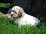 Chien de race Coton de Tuléar femelle à vendre