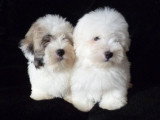 Chien de race Coton de Tuléar femelle à vendre