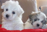 Chien de race Coton de Tuléar femelle à vendre