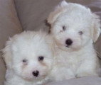 Chien de race Coton de Tuléar femelle à vendre