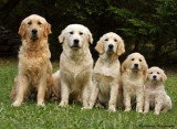 Chien de race Golden Retriever femelle à vendre