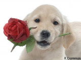 Chien de race Golden Retriever femelle à vendre