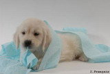 Chien de race Golden Retriever femelle à vendre
