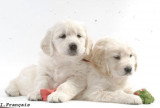 Chien de race Golden Retriever femelle à vendre