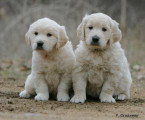 Chien de race Golden Retriever femelle à vendre