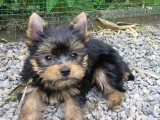 Chiots de race Yorkshire Terrier à vendre (1 femelle & 1 mâle)