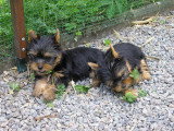 Chiots de race Yorkshire Terrier à vendre (1 femelle & 1 mâle)