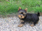 Chiots de race Yorkshire Terrier à vendre (1 femelle & 1 mâle)