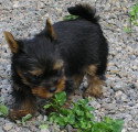 Chiots de race Yorkshire Terrier à vendre (1 femelle & 1 mâle)