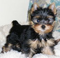 Chiots de race Yorkshire Terrier à vendre (1 femelle & 1 mâle)