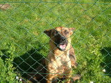 Chiots de race Berger Belge Malinois à vendre (6 femelles & 6 mâles)