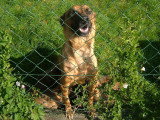 Chiots de race Berger Belge Malinois à vendre (6 femelles & 6 mâles)