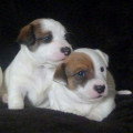 Chien de race Jack Russell femelle à vendre