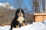 Chiots de race Bouvier Bernois à vendre (5 femelles & 5 mâles)