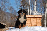 Chiots de race Bouvier Bernois à vendre (5 femelles & 5 mâles)