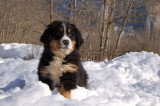 Chiots de race Bouvier Bernois à vendre (5 femelles & 5 mâles)