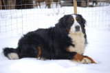 Chiots de race Bouvier Bernois à vendre (5 femelles & 5 mâles)