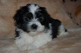 Chiots de race Bichon Havanais à vendre (2 femelles & 2 mâles)