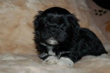 Chiots de race Bichon Havanais à vendre (2 femelles & 2 mâles)