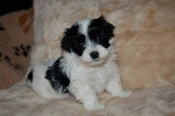 Chiots de race Bichon Havanais à vendre (2 femelles & 2 mâles)