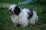 Chiots de race Bichon Havanais à vendre (2 femelles & 2 mâles)