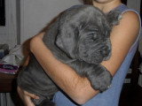 Chiots de race Mâtin Napolitain à vendre (2 femelles & 2 mâles)