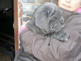 Chiots de race Mâtin Napolitain à vendre (2 femelles & 2 mâles)