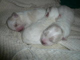 Chiots de race Coton de Tuléar à vendre (1 femelle & 1 mâle)