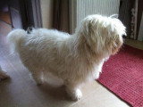 Chiots de race Coton de Tuléar à vendre (1 femelle & 1 mâle)
