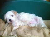 Chiots de race Coton de Tuléar à vendre (1 femelle & 1 mâle)