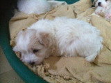 Chiots de race Coton de Tuléar à vendre (1 femelle & 1 mâle)